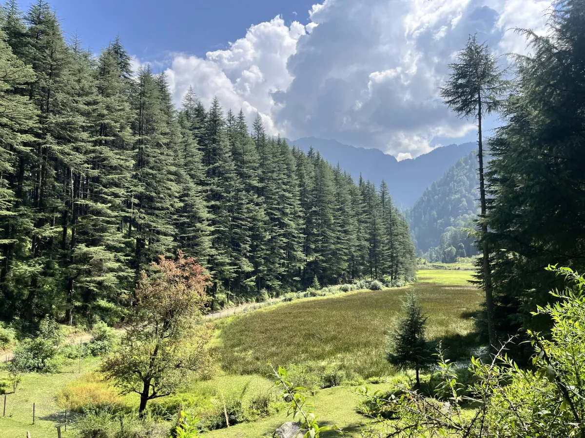 Deodar forest opening onto a meadow in Sainj Valley
