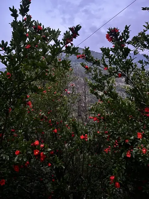 Camellias in bloom against the mountains at dusk