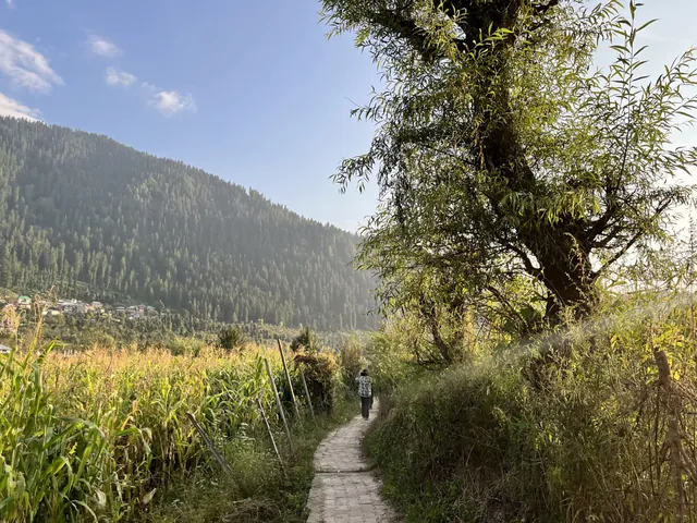 A stone path through the corn fields on the morning walk