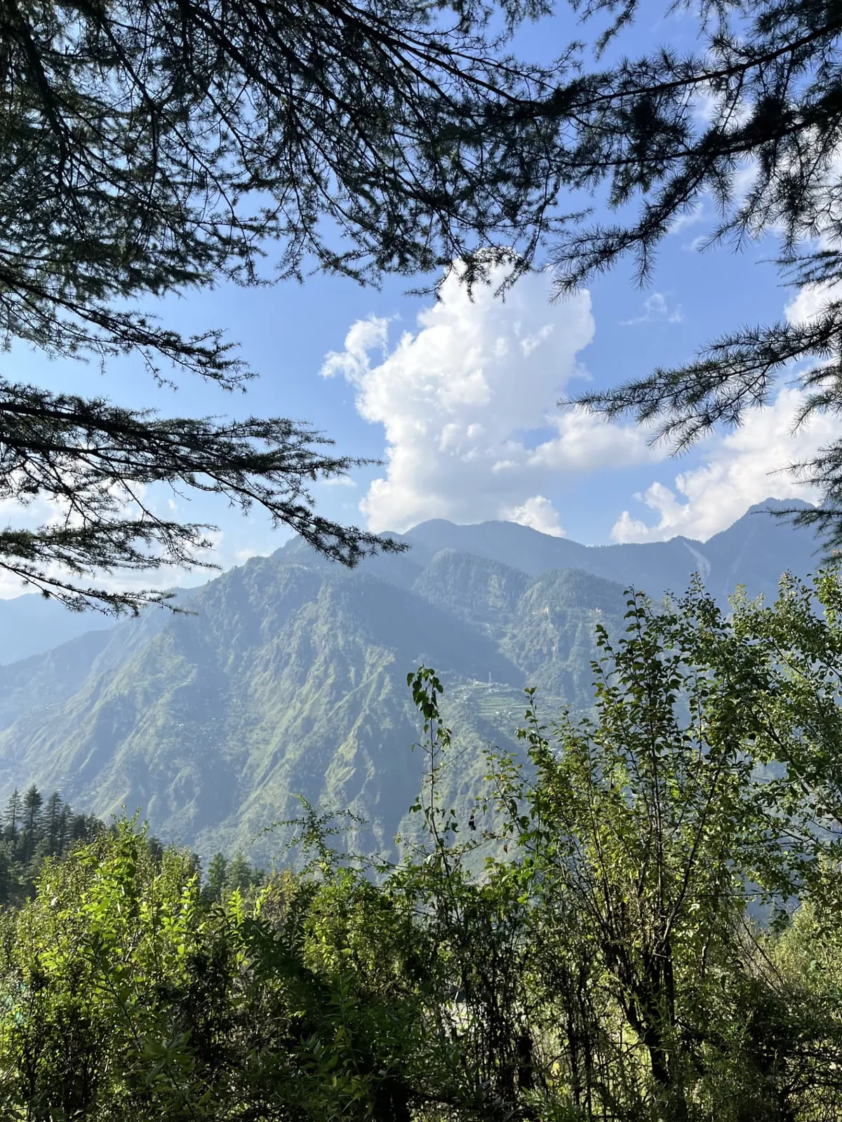 Mountains and cloud seen through the pines above the valley