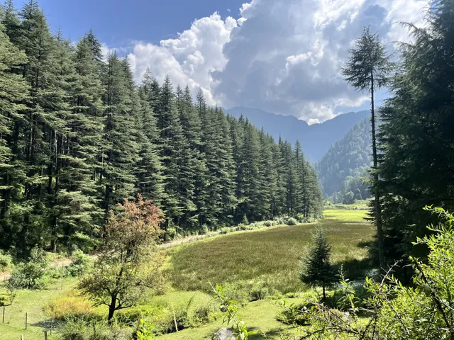 Deodar forest opening onto a meadow in Sainj Valley