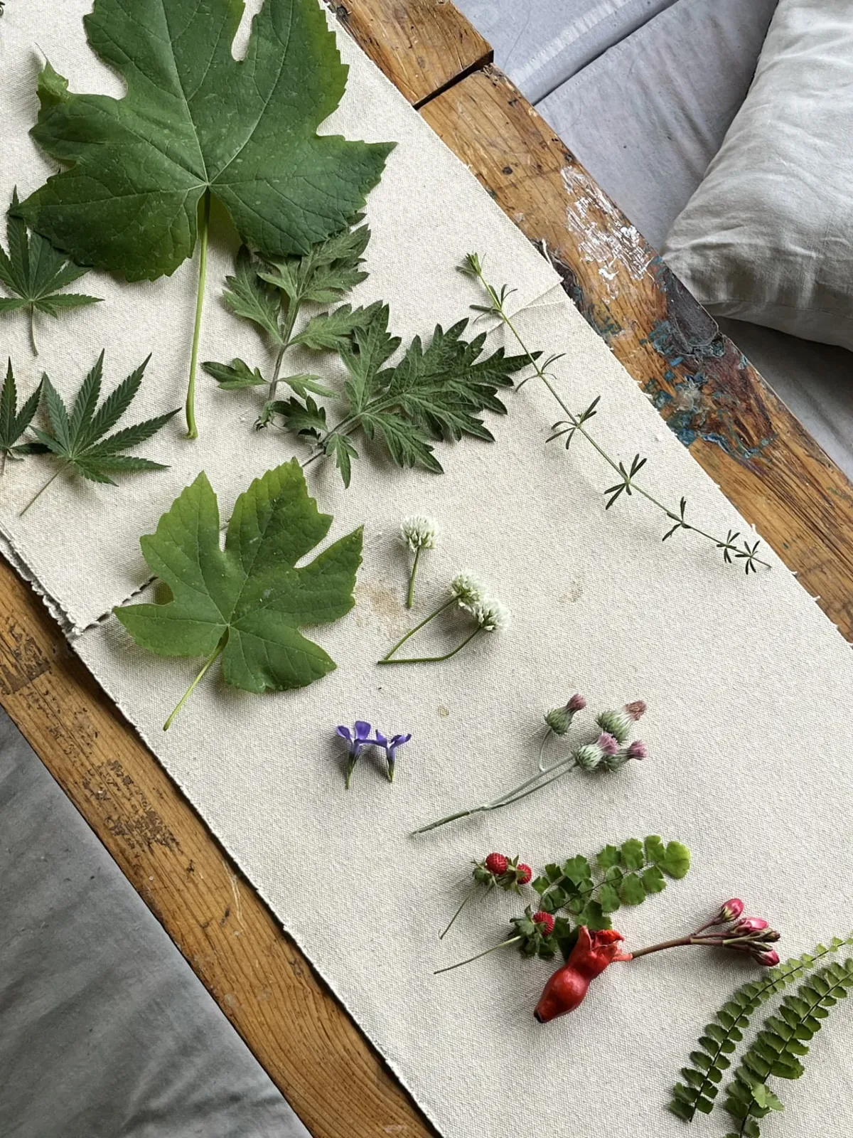 Leaves and wildflowers foraged on the walk, laid out on canvas