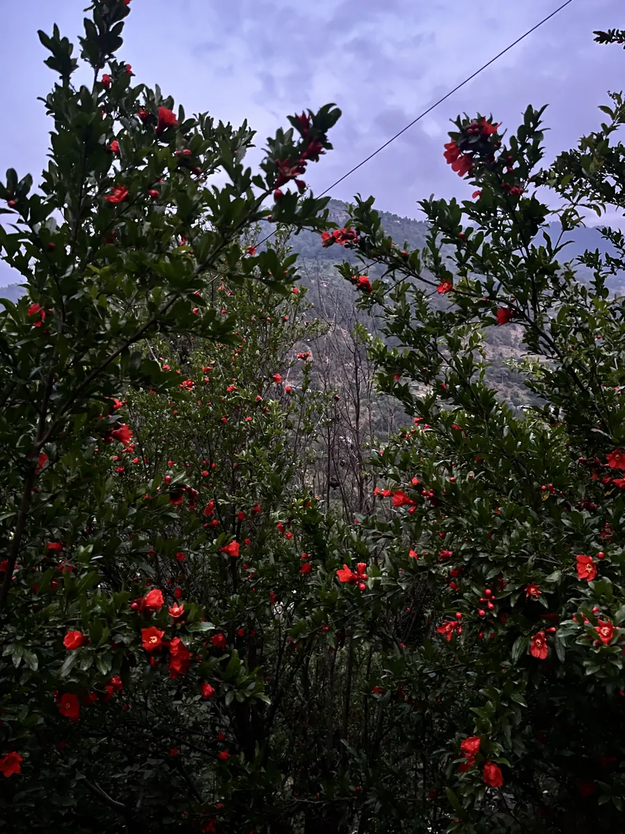 Camellias in bloom against the mountains at dusk